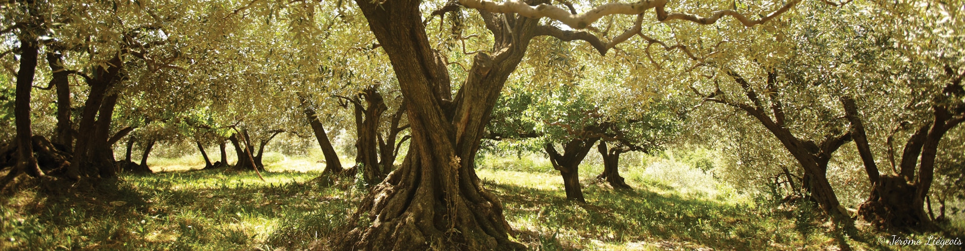 olivier-arbre-botanique-espece-variete-culture-france