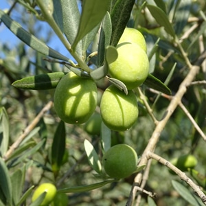 Huiles et Olives, dégustation, les huiles d'olive variétales françaises, Aglandau