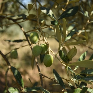 Huiles et Olives, dégustation, les huiles d'olive variétales françaises, Bouteillan