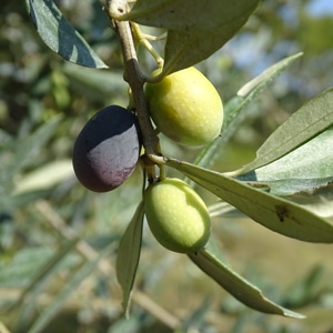 Huiles et Olives, dégustation, les huiles d'olive variétales françaises, Cailletier