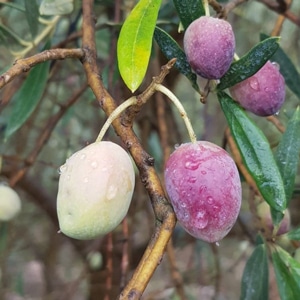 Huiles et Olives, dégustation, les huiles d'olive variétales françaises, Cayanne