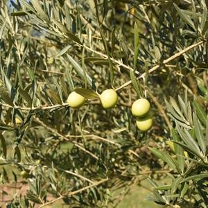 Huiles et Olives, dégustation, les huiles d'olive variétales françaises, Grossane