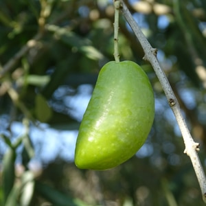 Huiles et Olives, dégustation, les huiles d'olive variétales françaises, Lucques