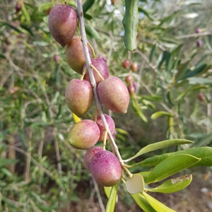 Huiles et Olives, dégustation, les huiles d'olive variétales françaises, Olivière