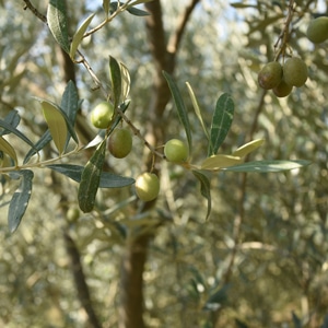 Huiles et Olives, dégustation, les huiles d'olive variétales françaises, Petit Ribier