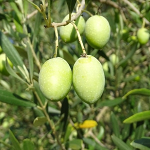 Huiles et Olives, dégustation, les huiles d'olive variétales françaises, Picholine