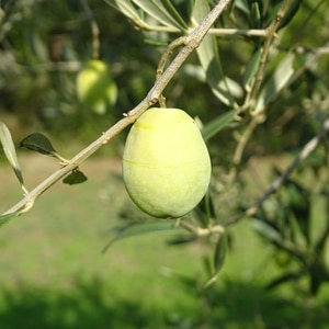 Huiles et Olives, dégustation, les huiles d'olive variétales françaises, Salonenque