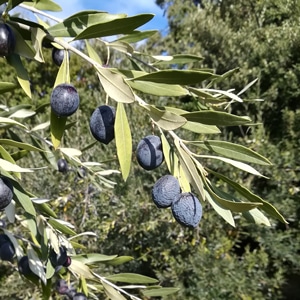 Huiles et Olives, dégustation, les huiles d'olive variétales françaises, Tanche