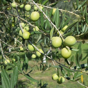 Huiles et Olives, dégustation, les huiles d'olive variétales françaises, Verdale des Bouches du Rhône