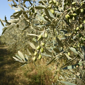 Huiles et Olives, dégustation, les huiles d'olive variétales françaises, Verdale de l'Hérault