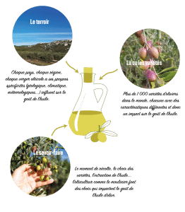 les facteurs du goût des huiles d'olive