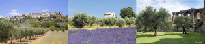 Photos paysages du Sud avec des oliviers