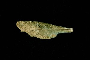 Feuille d'olivier en voie de fossilisation P-Andlauer n°00862-2293-B4