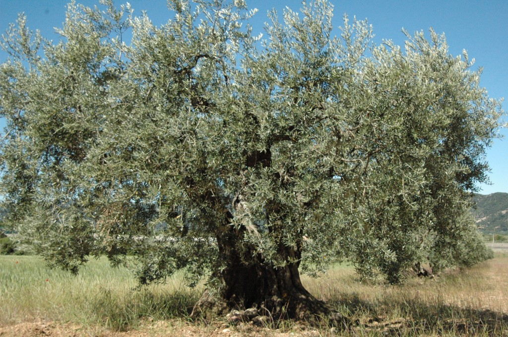 Vieil olivier